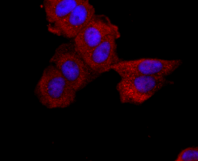 ICC staining of ABCG2 in MCF-7 cells (red). Formalin fixed cells were permeabilized with 0.1% Triton X-100 in TBS for 10 minutes at room temperature and blocked with 1% Blocker BSA for 15 minutes at room temperature. Cells were probed with the primary antibody (ET1702-40, 1/50) for 1 hour at room temperature, washed with PBS. Alexa Fluor®594 Goat anti-Rabbit IgG was used as the secondary antibody at 1/1,000 dilution. The nuclear counter stain is DAPI (blue).
