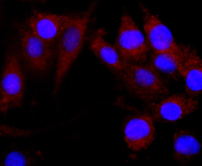 ICC staining of CNPase in SHG-44 cells (red). Formalin fixed cells were permeabilized with 0.1% Triton X-100 in TBS for 10 minutes at room temperature and blocked with 1% Blocker BSA for 15 minutes at room temperature. Cells were probed with the primary antibody (ET1702-46, 1/50) for 1 hour at room temperature, washed with PBS. Alexa Fluor®594 Goat anti-Rabbit IgG was used as the secondary antibody at 1/1,000 dilution. The nuclear counter stain is DAPI (blue).