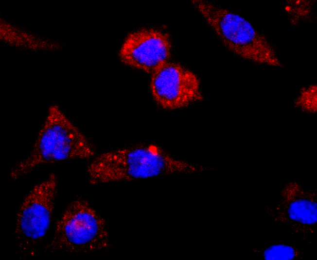 ICC staining of CNPase in SH-SY5Y cells (red). Formalin fixed cells were permeabilized with 0.1% Triton X-100 in TBS for 10 minutes at room temperature and blocked with 1% Blocker BSA for 15 minutes at room temperature. Cells were probed with the primary antibody (ET1702-46, 1/50) for 1 hour at room temperature, washed with PBS. Alexa Fluor®594 Goat anti-Rabbit IgG was used as the secondary antibody at 1/1,000 dilution. The nuclear counter stain is DAPI (blue).