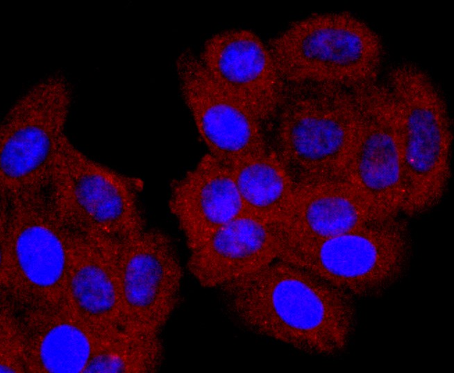 ICC staining CD74 in HepG2 cells (red). The nuclear counter stain is DAPI (blue). Cells were fixed in paraformaldehyde, permeabilised with 0.25% Triton X100/PBS.
