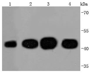 Western blot analysis of Actin on different lysates. Proteins were transferred to a PVDF membrane and blocked with 5% BSA in PBS for 1 hour at room temperature. The primary antibody (ET1702-52, 1/500) was used in 5% BSA at room temperature for 2 hours. Goat Anti-Rabbit IgG - HRP Secondary Antibody (HA1001) at 1:200,000 dilution was used for 1 hour at room temperature.<br />
Positive control: <br />
Lane 1: Zebrafish tissue lysate<br />
Lane 2: Hela cell lysate<br />
Lane 3: PC-12 cell lysate<br />
Lane 4: NIH/3T3 cell lysate