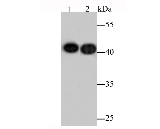 Western blot analysis of Actin on different lysates. Proteins were transferred to a PVDF membrane and blocked with 5% BSA in PBS for 1 hour at room temperature. The primary antibody (ET1702-52, 1/500) was used in 5% BSA at room temperature for 2 hours. Goat Anti-Rabbit IgG - HRP Secondary Antibody (HA1001) at 1:200,000 dilution was used for 1 hour at room temperature.<br />
Positive control: <br />
Lane 1: Hybrid fish (crucian-carp) brain tissue lysate<br />
Lane 2: Hybrid fish (crucian-carp) kidney tissue lysate