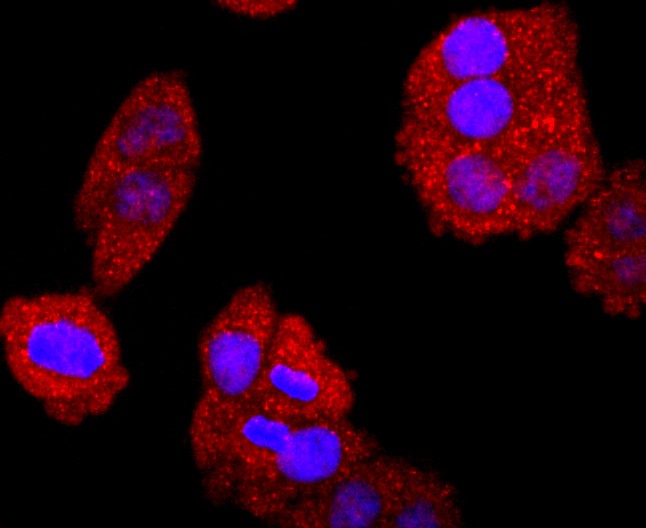 ICC staining of Bcl-2 in Hela cells (red). Formalin fixed cells were permeabilized with 0.1% Triton X-100 in TBS for 10 minutes at room temperature and blocked with 1% Blocker BSA for 15 minutes at room temperature. Cells were probed with the primary antibody (ET1702-53, 1/50) for 1 hour at room temperature, washed with PBS. Alexa Fluor®594 Goat anti-Rabbit IgG was used as the secondary antibody at 1/1,000 dilution. The nuclear counter stain is DAPI (blue).