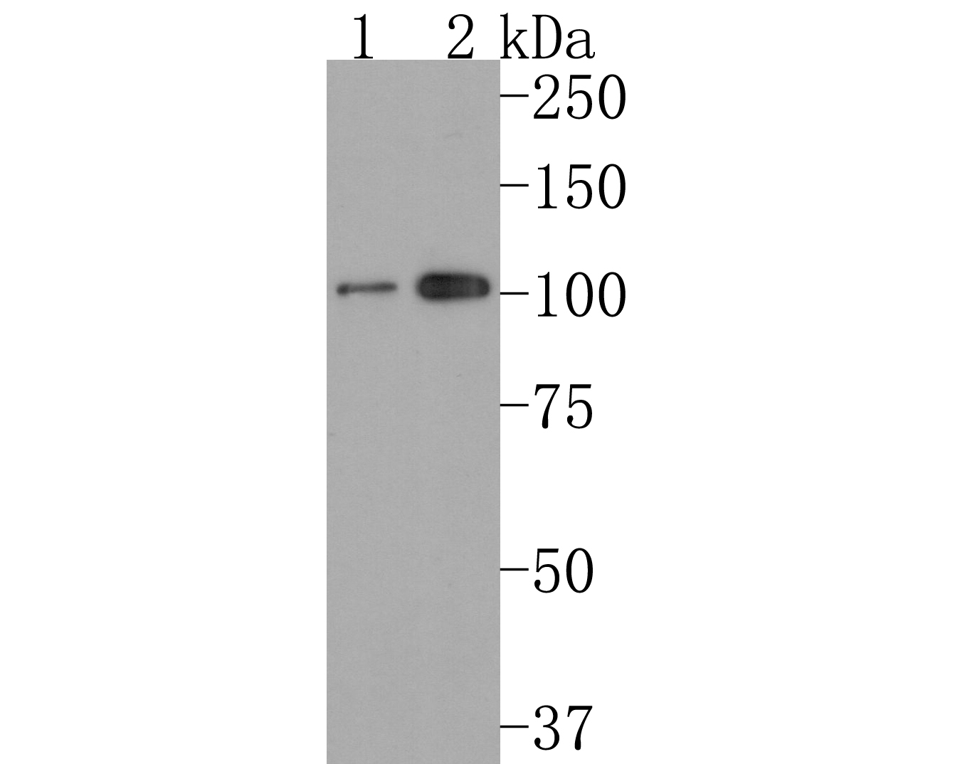 Western blot analysis of TGN46 on different lysates. Proteins were transferred to a PVDF membrane and blocked with 5% BSA in PBS for 1 hour at room temperature. The primary antibody (ET1702-56, 1/500) was used in 5% BSA at room temperature for 2 hours. Goat Anti-Rabbit IgG - HRP Secondary Antibody (HA1001) at 1:200,000 dilution was used for 1 hour at room temperature.<br />
Positive control: <br />
Lane 1: NIH/3T3 cell lysate<br />
Lane 2: Hela cell lysate