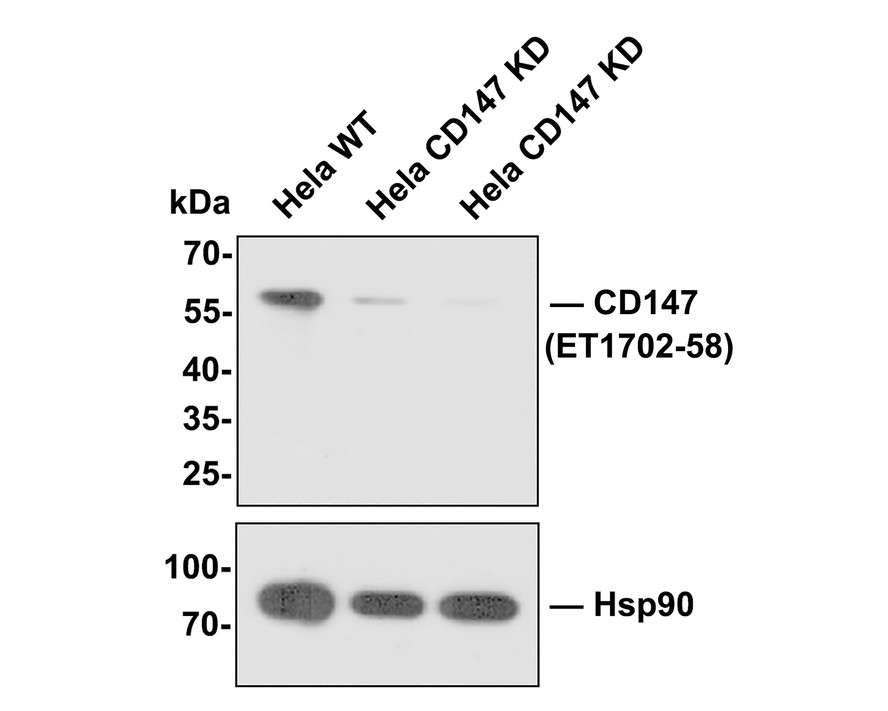 All lanes: Western blot analysis of CD147 with anti-CD147 antibody[JF1-045]  (ET1702-58) at 1:500 dilution.<br />
Lane 1: Wild-type Hela whole cell lysate (10 µg).<br />
Lane 2/3: CD147 knockdown Hela whole cell lysate (10 µg).<br />
<br />
ET1702-58 was shown to specifically react with CD147 in wild-type Hela cells. Weakened bands were observed when CD147 knockdown samples were tested. Wild-type and CD147 knockdown samples were subjected to SDS-PAGE. Proteins were transferred to a PVDF membrane and blocked with 5% NFDM in TBST for 1 hour at room temperature. The primary antibody (ET1702-58, 1/500) was used in 5% BSA at room temperature for 2 hours. Goat Anti-Rabbit IgG-HRP Secondary Antibody (HA1001) at 1:200,000 dilution was used for 1 hour at room temperature.