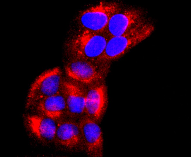 ICC staining of CD147 in Hela cells (red). Formalin fixed cells were permeabilized with 0.1% Triton X-100 in TBS for 10 minutes at room temperature and blocked with 10% negative goat serum for 15 minutes at room temperature. Cells were probed with the primary antibody (ET1702-58, 1/50) for 1 hour at room temperature, washed with PBS. Alexa Fluor®594 conjugate-Goat anti-Rabbit IgG was used as the secondary antibody at 1/1,000 dilution. The nuclear counter stain is DAPI (blue).