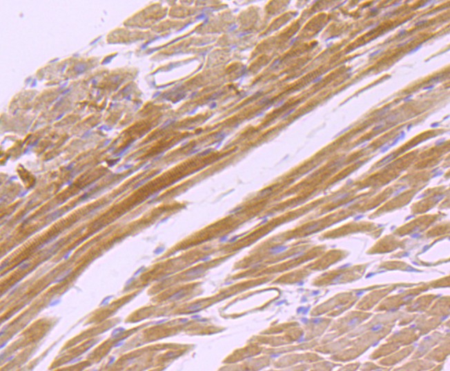 Immunohistochemical analysis of paraffin-embedded mouse heart tissue using anti-CD147 antibody. The section was pre-treated using heat mediated antigen retrieval with Tris-EDTA buffer (pH 9.0) for 20 minutes.The tissues were blocked in 5% BSA for 30 minutes at room temperature, washed with ddH2O and PBS, and then probed with the primary antibody (ET1702-58, 1/50) for 30 minutes at room temperature. The detection was performed using an HRP conjugated compact polymer system. DAB was used as the chromogen. Tissues were counterstained with hematoxylin and mounted with DPX.