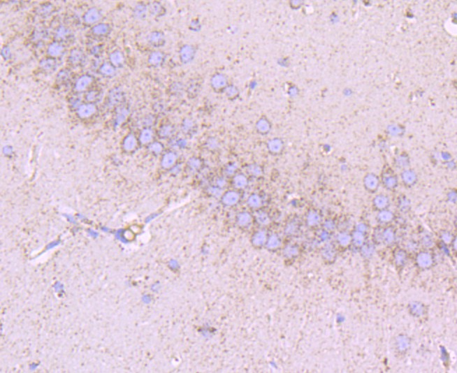 Immunohistochemical analysis of paraffin-embedded rat brain tissue using anti-CD147 antibody. The section was pre-treated using heat mediated antigen retrieval with Tris-EDTA buffer (pH 9.0) for 20 minutes.The tissues were blocked in 5% BSA for 30 minutes at room temperature, washed with ddH2O and PBS, and then probed with the primary antibody (ET1702-58, 1/50) for 30 minutes at room temperature. The detection was performed using an HRP conjugated compact polymer system. DAB was used as the chromogen. Tissues were counterstained with hematoxylin and mounted with DPX.