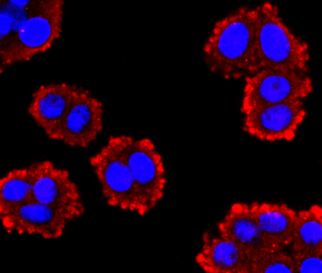 ICC staining GLP1 in SW480 cells (red). The nuclear counter stain is DAPI (blue). Cells were fixed in paraformaldehyde, permeabilised with 0.25% Triton X100/PBS.