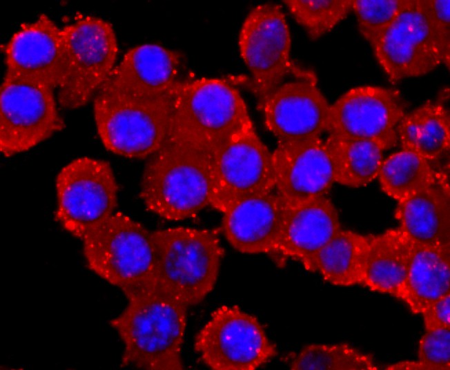 ICC staining of Parkin in SH-SY5Y cells (red). Formalin fixed cells were permeabilized with 0.1% Triton X-100 in TBS for 10 minutes at room temperature and blocked with 1% Blocker BSA for 15 minutes at room temperature. Cells were probed with the primary antibody (ET1702-60, 1/50) for 1 hour at room temperature, washed with PBS. Alexa Fluor®594 Goat anti-Rabbit IgG was used as the secondary antibody at 1/1,000 dilution. The nuclear counter stain is DAPI (blue).
