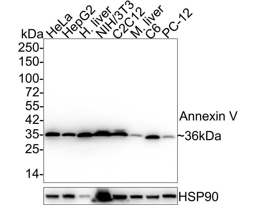 Anti Rat OX-62 Antibody, clone OX-62