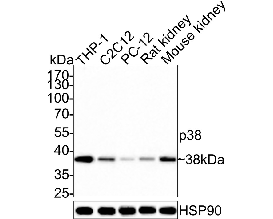 Western blot analysis of p38 on LOVO cell lysates with Rabbit anti-p38 antibody (ET1702-65) at 1/500 dilution.<br />
<br />
Lysates/proteins at 10 µg/Lane.<br />
<br />
Predicted band size: 41 kDa<br />
Observed band size: 38 kDa<br />
<br />
Exposure time: 2 minutes;<br />
<br />
10% SDS-PAGE gel.<br />
<br />
Proteins were transferred to a PVDF membrane and blocked with 5% NFDM/TBST for 1 hour at room temperature. The primary antibody (ET1702-65) at 1/500 dilution was used in 5% NFDM/TBST at room temperature for 2 hours. Goat Anti-Rabbit IgG - HRP Secondary Antibody (HA1001) at 1:300,000 dilution was used for 1 hour at room temperature.
