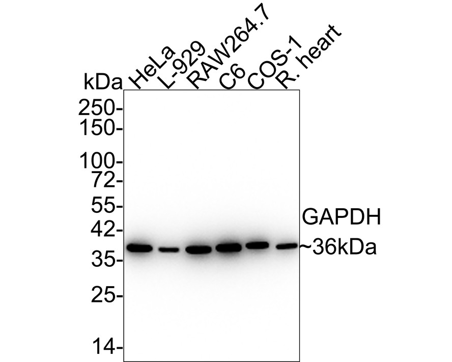 Western blot analysis of GAPDH(HRP conjugated) on different lysates. Proteins were transferred to a PVDF membrane and blocked with 5% BSA in PBS for 1 hour at room temperature. The primary antibody (ET1702-66, 1/500) was used in 5% BSA at room temperature for 2 hours.<br />
Positive control: <br />
Lane 1: PC-12 cell lysate<br />
Lane 2: Hela cell lysate<br />
Lane 3: NIH/3T3 cell lysate