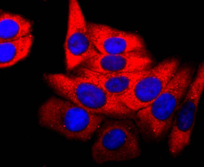 ICC staining of PDHA1 in HepG2 cells (red). Formalin fixed cells were permeabilized with 0.1% Triton X-100 in TBS for 10 minutes at room temperature and blocked with 1% Blocker BSA for 15 minutes at room temperature. Cells were probed with the primary antibody (ET1702-75, 1/50) for 1 hour at room temperature, washed with PBS. Alexa Fluor®594 Goat anti-Rabbit IgG was used as the secondary antibody at 1/1,000 dilution. The nuclear counter stain is DAPI (blue).