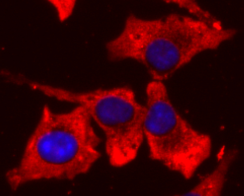 ICC staining of PDHA1 in SH-SY5Y cells (red). Formalin fixed cells were permeabilized with 0.1% Triton X-100 in TBS for 10 minutes at room temperature and blocked with 1% Blocker BSA for 15 minutes at room temperature. Cells were probed with the primary antibody (ET1702-75, 1/50) for 1 hour at room temperature, washed with PBS. Alexa Fluor®594 Goat anti-Rabbit IgG was used as the secondary antibody at 1/1,000 dilution. The nuclear counter stain is DAPI (blue).