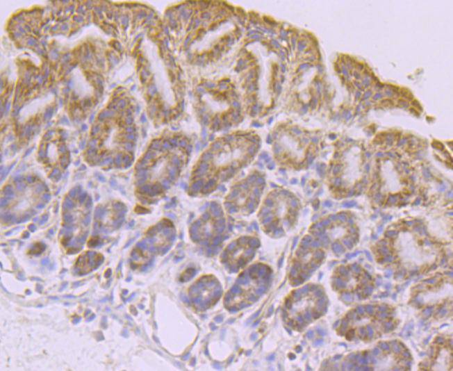 Immunohistochemical analysis of paraffin-embedded mouse stomach tissue using anti-PDHA1 antibody. The section was pre-treated using heat mediated antigen retrieval with Tris-EDTA buffer (pH 8.0-8.4) for 20 minutes.The tissues were blocked in 5% BSA for 30 minutes at room temperature, washed with ddH2O and PBS, and then probed with the primary antibody (ET1702-75, 1/50) for 30 minutes at room temperature. The detection was performed using an HRP conjugated compact polymer system. DAB was used as the chromogen. Tissues were counterstained with hematoxylin and mounted with DPX.