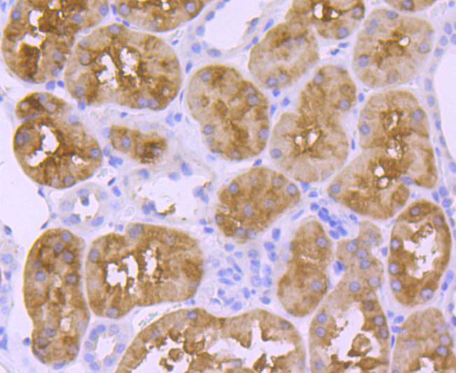 Immunohistochemical analysis of paraffin-embedded human kidney tissue using anti-58K Golgi protein antibody. Counter stained with hematoxylin.