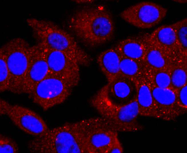 ICC staining alpha 1 Antitrypsin in MCF-7 cells (red). The nuclear counter stain is DAPI (blue). Cells were fixed in paraformaldehyde, permeabilised with 0.25% Triton X100/PBS.