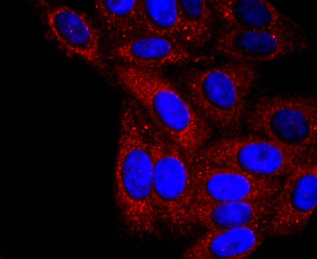ICC staining alpha 1 Antitrypsin in HepG2 cells (red). The nuclear counter stain is DAPI (blue). Cells were fixed in paraformaldehyde, permeabilised with 0.25% Triton X100/PBS.