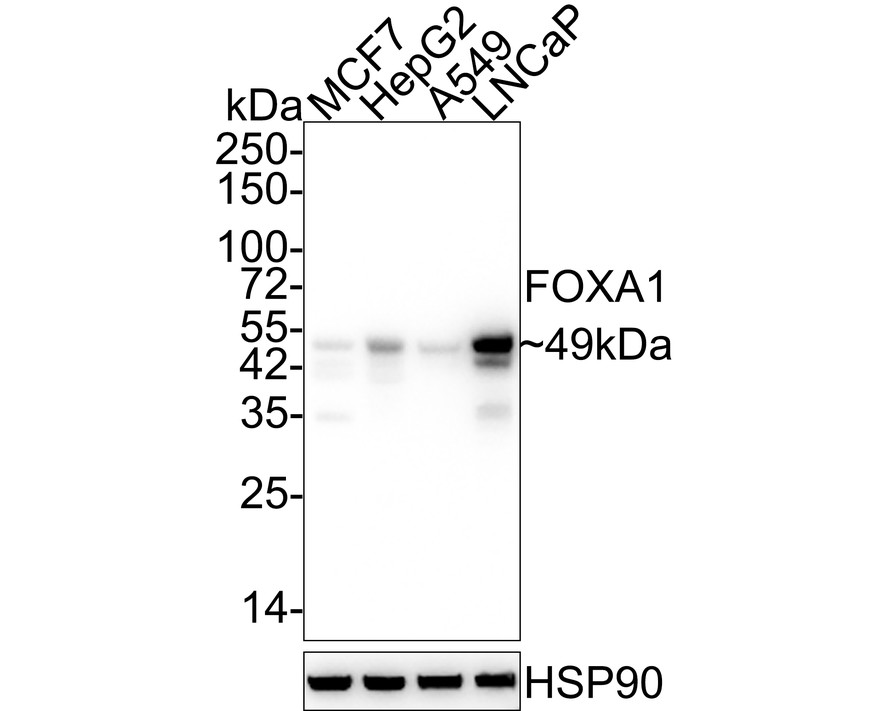 Western blot analysis of FOXA1 on different lysates with Rabbit anti-FOXA1 antibody (ET1702-89) at 1/2,000 dilution.<br />
<br />
Lane 1: MCF7 cell lysate<br />
Lane 2: HepG2 cell lysate<br />
Lane 3: A549 cell lysate<br />
Lane 4: LNCaP cell lysate<br />
<br />
Lysates/proteins at 20 µg/Lane.<br />
<br />
Predicted band size: 49 kDa<br />
Observed band size: 49 kDa<br />
<br />
Exposure time: 5 seconds;<br />
<br />
4-20% SDS-PAGE gel.<br />
<br />
Proteins were transferred to a PVDF membrane and blocked with 5% NFDM/TBST for 1 hour at room temperature. The primary antibody (ET1702-89) at 1/2,000 dilution was used in 5% NFDM/TBST at 4℃ overnight. Goat Anti-Rabbit IgG - HRP Secondary Antibody (HA1001) at 1/50,000 dilution was used for 1 hour at room temperature.