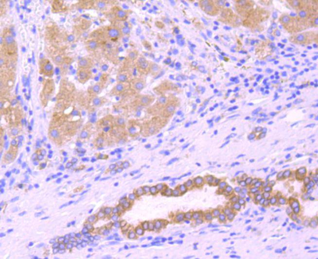 Immunohistochemical analysis of paraffin-embedded mouse kidney tissue using anti-SERCA2 antibody. The section was pre-treated using heat mediated antigen retrieval with Tris-EDTA buffer (pH 8.0-8.4) for 20 minutes.The tissues were blocked in 5% BSA for 30 minutes at room temperature, washed with ddH2O and PBS, and then probed with the primary antibody (ET1703-01, 1/50) for 30 minutes at room temperature. The detection was performed using an HRP conjugated compact polymer system. DAB was used as the chromogen. Tissues were counterstained with hematoxylin and mounted with DPX.