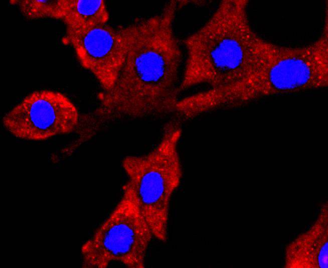 ICC staining of NUMB in NIH/3T3 cells (red). Formalin fixed cells were permeabilized with 0.1% Triton X-100 in TBS for 10 minutes at room temperature and blocked with 1% Blocker BSA for 15 minutes at room temperature. Cells were probed with the primary antibody (ET1703-02, 1/50) for 1 hour at room temperature, washed with PBS. Alexa Fluor®594 Goat anti-Rabbit IgG was used as the secondary antibody at 1/1,000 dilution. The nuclear counter stain is DAPI (blue).
