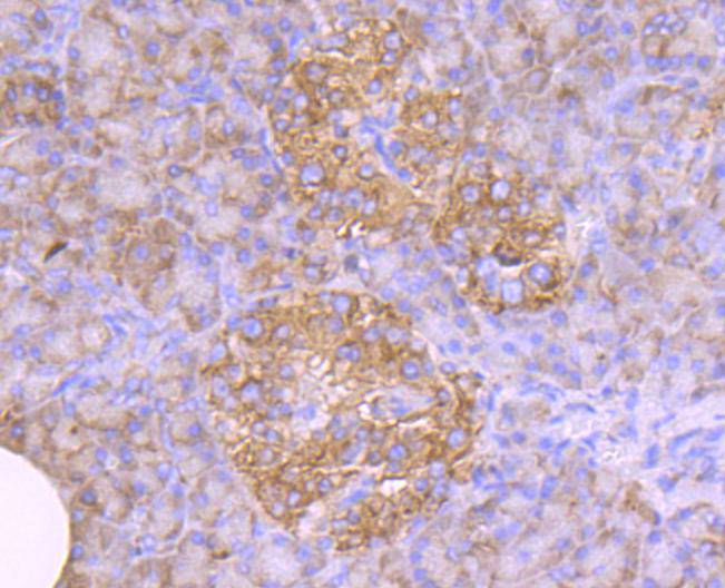 Immunohistochemical analysis of paraffin-embedded mouse brain tissue using anti-DDIT3 antibody. The section was pre-treated using heat mediated antigen retrieval with Tris-EDTA buffer (pH 9.0) for 20 minutes.The tissues were blocked in 5% BSA for 30 minutes at room temperature, washed with ddH2O and PBS, and then probed with the primary antibody (ET1703-05, 1/50) for 30 minutes at room temperature. The detection was performed using an HRP conjugated compact polymer system. DAB was used as the chromogen. Tissues were counterstained with hematoxylin and mounted with DPX.