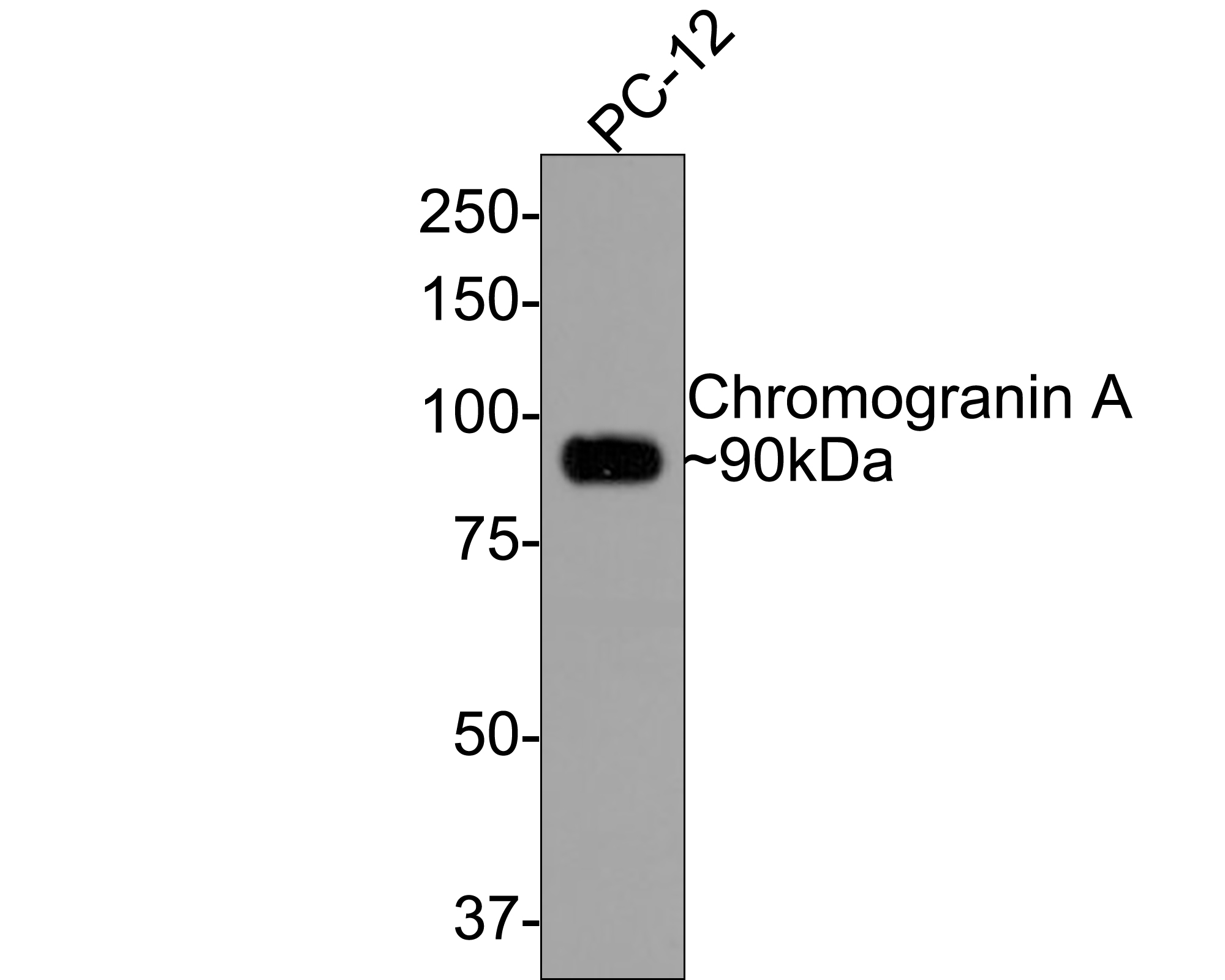 Western blot analysis of Chromogranin A on PC-12 cell lysates with Rabbit anti-Chromogranin A antibody (ET1703-08) at 1/500 dilution.<br />
<br />
Lysates/proteins at 10 µg/Lane.<br />
<br />
Predicted band size: 51 kDa<br />
Observed band size: 90 kDa<br />
<br />
Exposure time: 1 minute;<br />
<br />
8% SDS-PAGE gel.<br />
<br />
Proteins were transferred to a PVDF membrane and blocked with 5% NFDM/TBST for 1 hour at room temperature. The primary antibody (ET1703-08) at 1/500 dilution was used in 5% NFDM/TBST at room temperature for 2 hours. Goat Anti-Rabbit IgG - HRP Secondary Antibody (HA1001) at 1:300,000 dilution was used for 1 hour at room temperature.