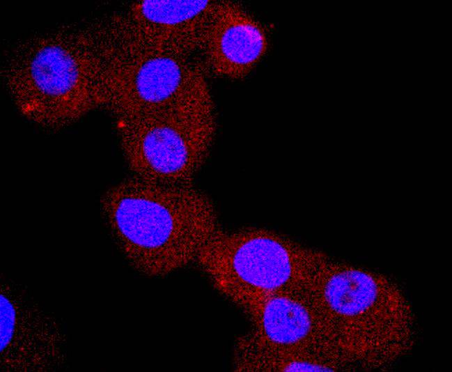 ICC staining Chromogranin A in PC-3M cells (red). The nuclear counter stain is DAPI (blue). Cells were fixed in paraformaldehyde, permeabilised with 0.25% Triton X100/PBS.