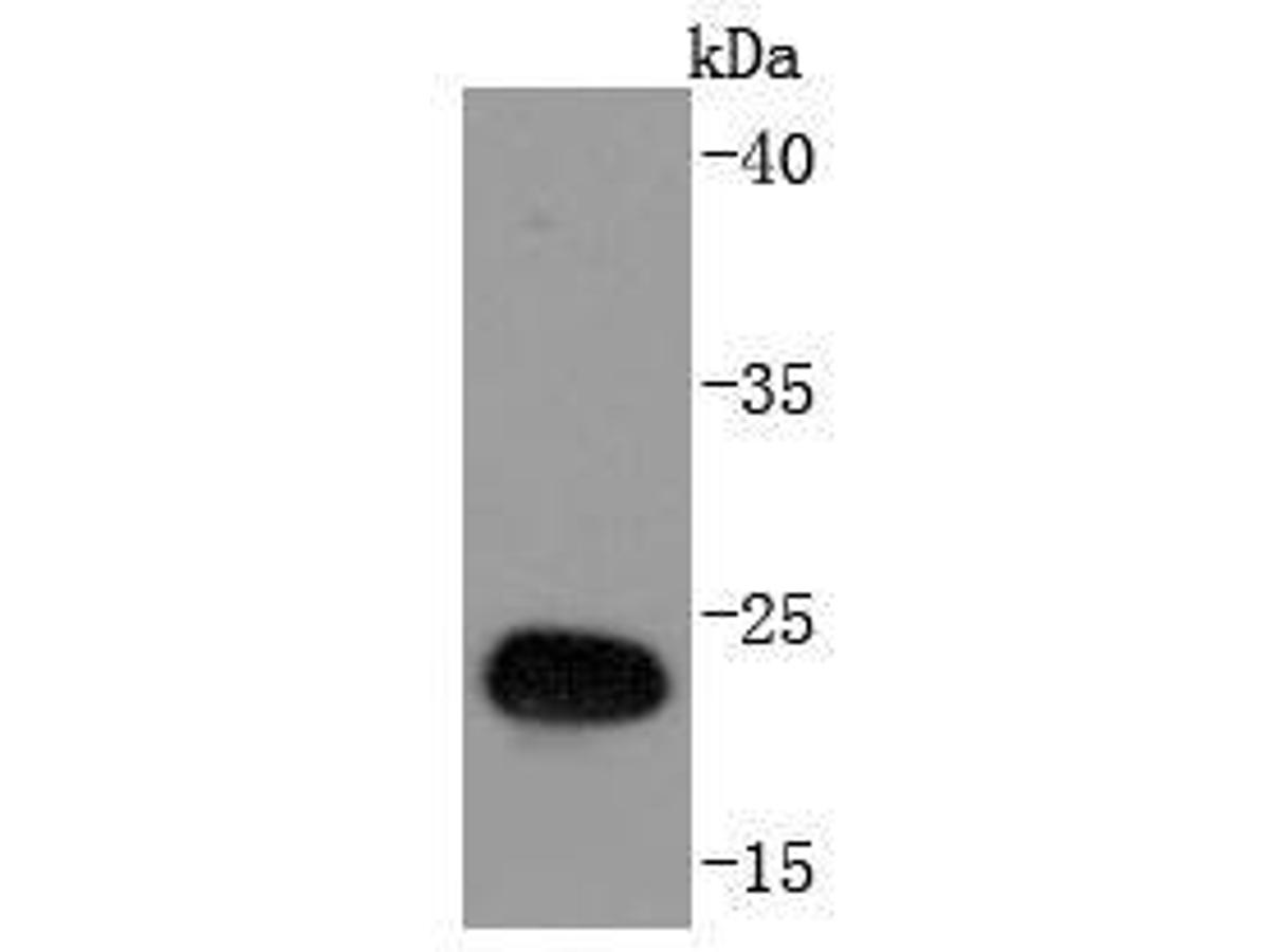 Western blot analysis of GST on GST protein lysates using anti-GST antibody at 1/1,000 dilution.