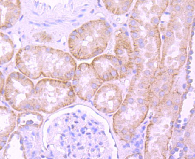 Immunohistochemical analysis of paraffin-embedded mouse colon tissue using anti-Laminin beta 1 antibody. The section was pre-treated using heat mediated antigen retrieval with Tris-EDTA buffer (pH 8.0-8.4) for 20 minutes.The tissues were blocked in 5% BSA for 30 minutes at room temperature, washed with ddH2O and PBS, and then probed with the primary antibody (ET1703-14, 1/50) for 30 minutes at room temperature. The detection was performed using an HRP conjugated compact polymer system. DAB was used as the chromogen. Tissues were counterstained with hematoxylin and mounted with DPX.