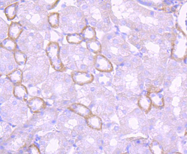 Immunohistochemical analysis of paraffin-embedded mouse small intestine tissue using anti-Laminin beta 1 antibody. The section was pre-treated using heat mediated antigen retrieval with Tris-EDTA buffer (pH 8.0-8.4) for 20 minutes.The tissues were blocked in 5% BSA for 30 minutes at room temperature, washed with ddH2O and PBS, and then probed with the primary antibody (ET1703-14, 1/50) for 30 minutes at room temperature. The detection was performed using an HRP conjugated compact polymer system. DAB was used as the chromogen. Tissues were counterstained with hematoxylin and mounted with DPX.