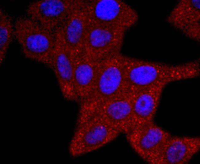 ICC staining ERCC1 in HepG2 cells (red). The nuclear counter stain is DAPI (blue). Cells were fixed in paraformaldehyde, permeabilised with 0.25% Triton X100/PBS.