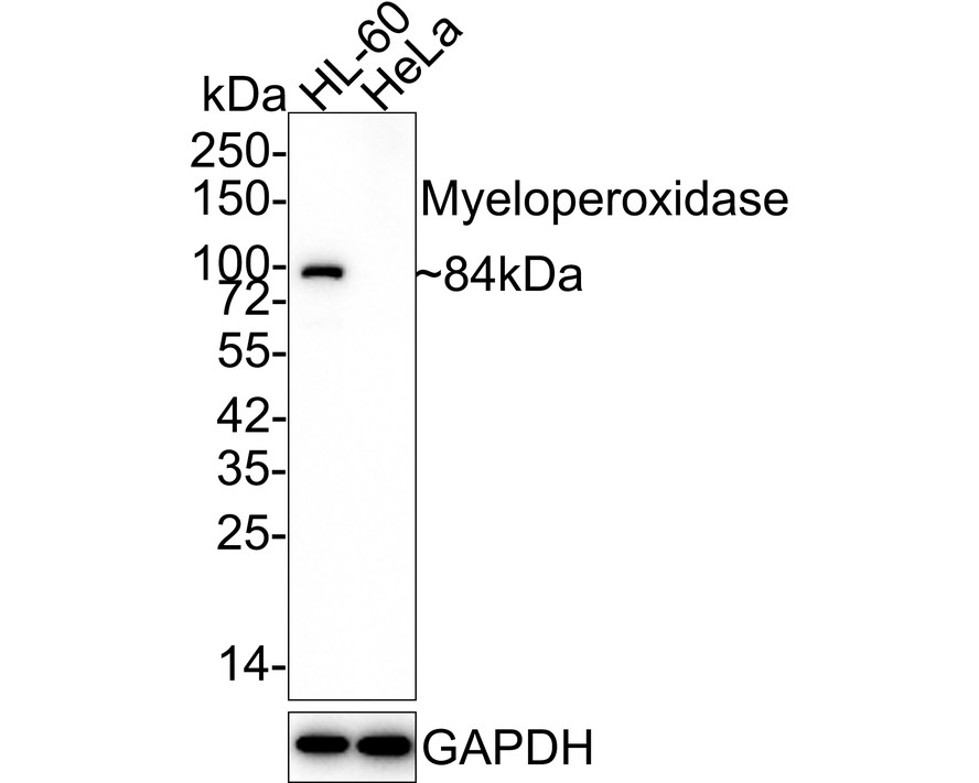 Western blot analysis of Myeloperoxidase on HL-60 cell lysates. Proteins were transferred to a PVDF membrane and blocked with 5% BSA in PBS for 1 hour at room temperature. The primary antibody (ET1703-21, 1/500) was used in 5% BSA at room temperature for 2 hours. Goat Anti-Rabbit IgG - HRP Secondary Antibody (HA1001) at 1:5,000 dilution was used for 1 hour at room temperature.