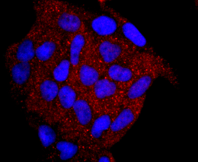 ICC staining of Myeloperoxidase in Hela cells (red). Formalin fixed cells were permeabilized with 0.1% Triton X-100 in TBS for 10 minutes at room temperature and blocked with 1% Blocker BSA for 15 minutes at room temperature. Cells were probed with the primary antibody (ET1703-21, 1/50) for 1 hour at room temperature, washed with PBS. Alexa Fluor®594 Goat anti-Rabbit IgG was used as the secondary antibody at 1/1,000 dilution. The nuclear counter stain is DAPI (blue).