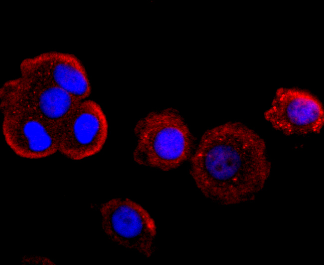 ICC staining of Myeloperoxidase in MCF-7 cells (red). Formalin fixed cells were permeabilized with 0.1% Triton X-100 in TBS for 10 minutes at room temperature and blocked with 1% Blocker BSA for 15 minutes at room temperature. Cells were probed with the primary antibody (ET1703-21, 1/50) for 1 hour at room temperature, washed with PBS. Alexa Fluor®594 Goat anti-Rabbit IgG was used as the secondary antibody at 1/1,000 dilution. The nuclear counter stain is DAPI (blue).