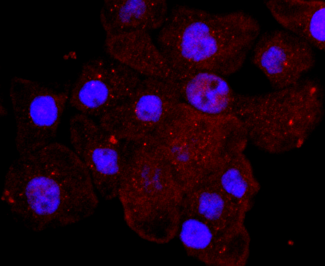 ICC staining of Myeloperoxidase in AGS cells (red). Formalin fixed cells were permeabilized with 0.1% Triton X-100 in TBS for 10 minutes at room temperature and blocked with 1% Blocker BSA for 15 minutes at room temperature. Cells were probed with the primary antibody (ET1703-21, 1/50) for 1 hour at room temperature, washed with PBS. Alexa Fluor®594 Goat anti-Rabbit IgG was used as the secondary antibody at 1/1,000 dilution. The nuclear counter stain is DAPI (blue).