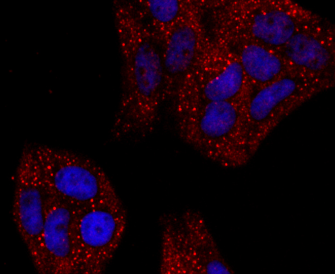 ICC staining of Haptoglobin in Hela cells (red). Formalin fixed cells were permeabilized with 0.1% Triton X-100 in TBS for 10 minutes at room temperature and blocked with 1% Blocker BSA for 15 minutes at room temperature. Cells were probed with the primary antibody (ET1703-24, 1/50) for 1 hour at room temperature, washed with PBS. Alexa Fluor®594 Goat anti-Rabbit IgG was used as the secondary antibody at 1/1,000 dilution. The nuclear counter stain is DAPI (blue).