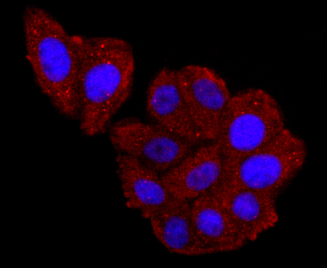 ICC staining of Haptoglobin in HepG2 cells (red). Formalin fixed cells were permeabilized with 0.1% Triton X-100 in TBS for 10 minutes at room temperature and blocked with 1% Blocker BSA for 15 minutes at room temperature. Cells were probed with the primary antibody (ET1703-24, 1/50) for 1 hour at room temperature, washed with PBS. Alexa Fluor®594 Goat anti-Rabbit IgG was used as the secondary antibody at 1/1,000 dilution. The nuclear counter stain is DAPI (blue).