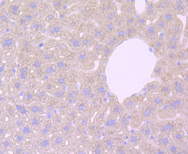 Immunohistochemical analysis of paraffin-embedded mouse liver tissue using anti-Haptoglobin antibody. The section was pre-treated using heat mediated antigen retrieval with Tris-EDTA buffer (pH 8.0-8.4) for 20 minutes.The tissues were blocked in 5% BSA for 30 minutes at room temperature, washed with ddH2O and PBS, and then probed with the primary antibody (ET1703-24, 1/50) for 30 minutes at room temperature. The detection was performed using an HRP conjugated compact polymer system. DAB was used as the chromogen. Tissues were counterstained with hematoxylin and mounted with DPX.