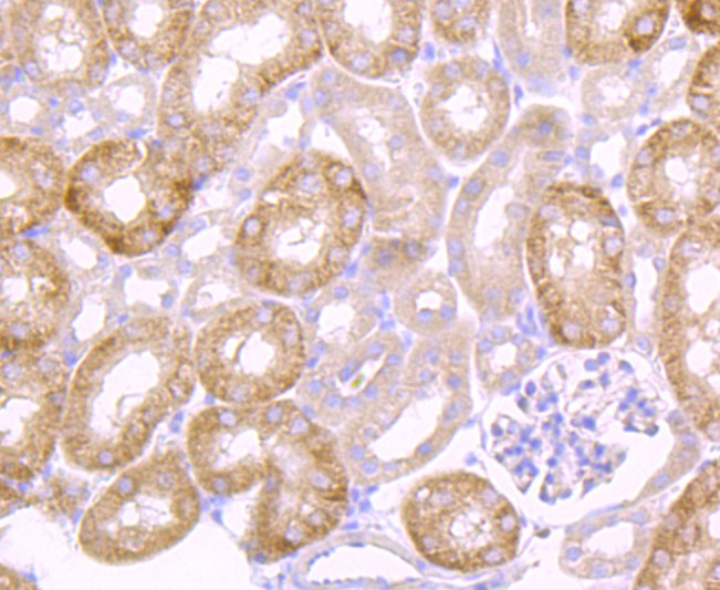 Immunohistochemical analysis of paraffin-embedded mouse kidney tissue using anti-Urokinase antibody. The section was pre-treated using heat mediated antigen retrieval with Tris-EDTA buffer (pH 8.0-8.4) for 20 minutes.The tissues were blocked in 5% BSA for 30 minutes at room temperature, washed with ddH2O and PBS, and then probed with the primary antibody (ET1703-26, 1/50) for 30 minutes at room temperature. The detection was performed using an HRP conjugated compact polymer system. DAB was used as the chromogen. Tissues were counterstained with hematoxylin and mounted with DPX.