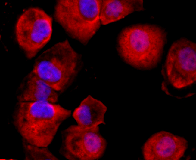 ICC staining of CD59 in HUVEC cells (red). Formalin fixed cells were permeabilized with 0.1% Triton X-100 in TBS for 10 minutes at room temperature and blocked with 10% negative goat serum for 15 minutes at room temperature. Cells were probed with the primary antibody (ET1703-28, 1/50) for 1 hour at room temperature, washed with PBS. Alexa Fluor®594 conjugate-Goat anti-Rabbit IgG was used as the secondary antibody at 1/1,000 dilution. The nuclear counter stain is DAPI (blue).