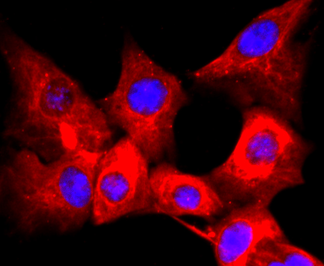 ICC staining of CD59 in NIH/3T3 cells (red). Formalin fixed cells were permeabilized with 0.1% Triton X-100 in TBS for 10 minutes at room temperature and blocked with 10% negative goat serum for 15 minutes at room temperature. Cells were probed with the primary antibody (ET1703-28, 1/50) for 1 hour at room temperature, washed with PBS. Alexa Fluor®594 conjugate-Goat anti-Rabbit IgG was used as the secondary antibody at 1/1,000 dilution. The nuclear counter stain is DAPI (blue).