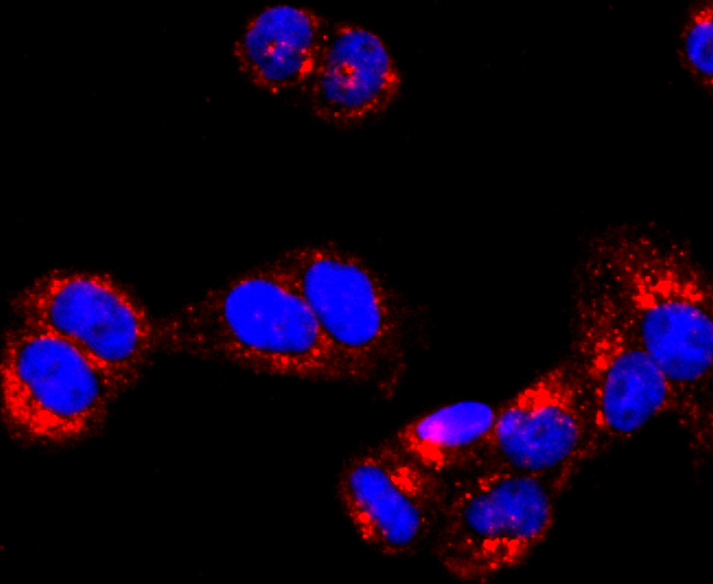 ICC staining of ATPB in Hela cells (red). Formalin fixed cells were permeabilized with 0.1% Triton X-100 in TBS for 10 minutes at room temperature and blocked with 10% negative goat serum for 15 minutes at room temperature. Cells were probed with the primary antibody (ET1703-29, 1/50) for 1 hour at room temperature, washed with PBS. Alexa Fluor®594 conjugate-Goat anti-Rabbit IgG was used as the secondary antibody at 1/1,000 dilution. The nuclear counter stain is DAPI (blue).
