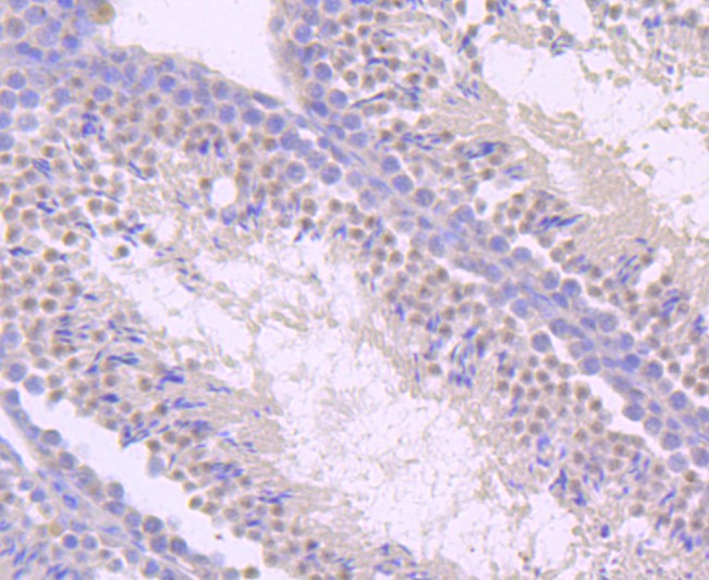 Immunohistochemical analysis of paraffin-embedded mouse testis tissue using anti-TLR5 antibody. Counter stained with hematoxylin.