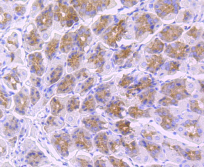 Immunohistochemical analysis of paraffin-embedded mouse stomach tissue using anti-TLR5 antibody. Counter stained with hematoxylin.