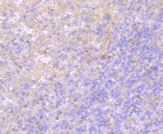 Immunohistochemical analysis of paraffin-embedded human spleen tissue using anti-TLR5 antibody. Counter stained with hematoxylin.