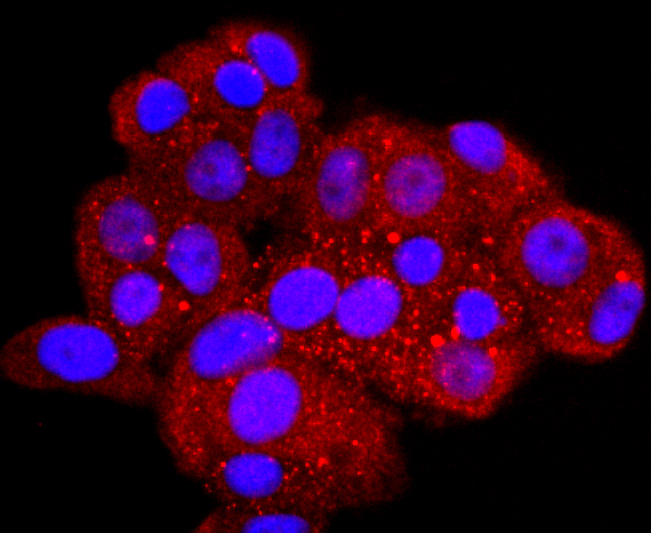 ICC staining of AQP1 in SW480 cells (red). Formalin fixed cells were permeabilized with 0.1% Triton X-100 in TBS for 10 minutes at room temperature and blocked with 1% Blocker BSA for 15 minutes at room temperature. Cells were probed with the primary antibody (ET1703-34, 1/50) for 1 hour at room temperature, washed with PBS. Alexa Fluor®594 Goat anti-Rabbit IgG was used as the secondary antibody at 1/1,000 dilution. The nuclear counter stain is DAPI (blue).