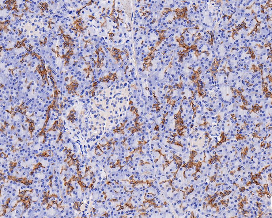 Immunohistochemical analysis of paraffin-embedded mouse colon tissue using anti-AQP1 antibody. The section was pre-treated using heat mediated antigen retrieval with Tris-EDTA buffer (pH 8.0-8.4) for 20 minutes.The tissues were blocked in 5% BSA for 30 minutes at room temperature, washed with ddH2O and PBS, and then probed with the primary antibody (ET1703-34, 1/50) for 30 minutes at room temperature. The detection was performed using an HRP conjugated compact polymer system. DAB was used as the chromogen. Tissues were counterstained with hematoxylin and mounted with DPX.