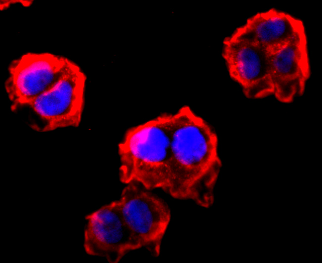 ICC staining of FGFR3 in SH-SY5Y cells (red). Formalin fixed cells were permeabilized with 0.1% Triton X-100 in TBS for 10 minutes at room temperature and blocked with 1% Blocker BSA for 15 minutes at room temperature. Cells were probed with the primary antibody (ET1703-36, 1/50) for 1 hour at room temperature, washed with PBS. Alexa Fluor®594 Goat anti-Rabbit IgG was used as the secondary antibody at 1/1,000 dilution. The nuclear counter stain is DAPI (blue).